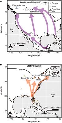 Effects of Spring Migration Distance on Tree Swallow Reproductive Success Within and Among Flyways